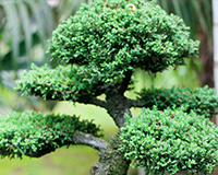 교목 향나무 이미지