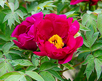 교화 모란 이미지