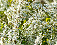 유치원 교목 이미지