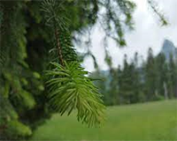 symbol_tree.png