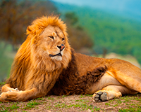 교수(校獸) : 사자 이미지