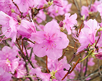 교화(校花) : 철쭉 이미지