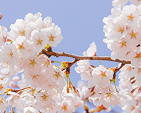 교목(벚나무) 이미지