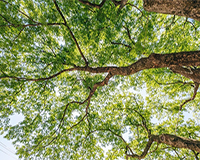 symbol_tree.png