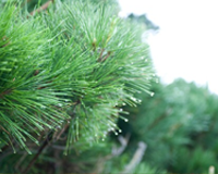 교목 : 소나무 이미지