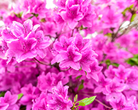 교화 : 진달래 이미지