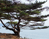 교목 : 잣나무 이미지