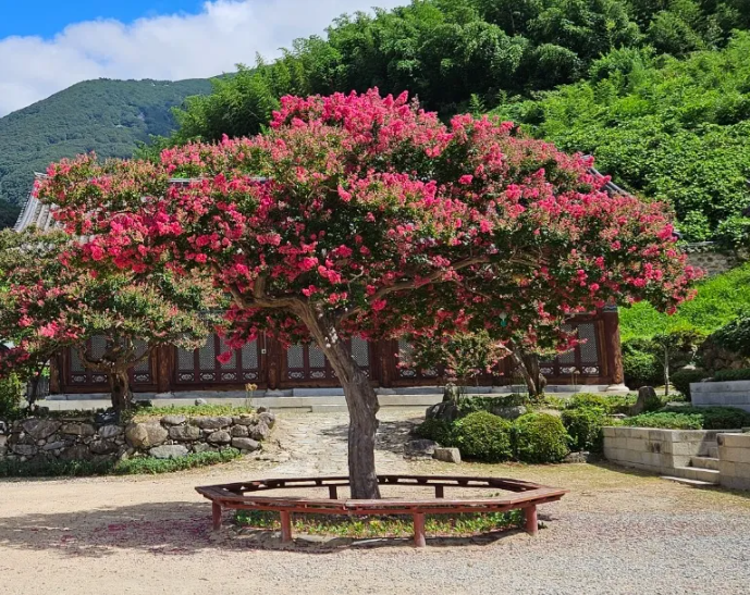  교화 : 나무백일홍 이미지