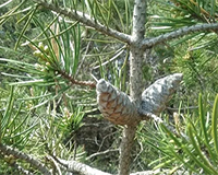 교목 소나무 이미지