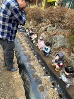 2025년 3월 26일 유치원 감자 심기