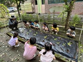 2024년 8월 23일 유치원 배추모종 심기