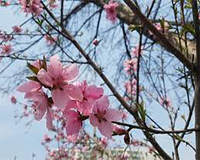 교화-매화 이미지